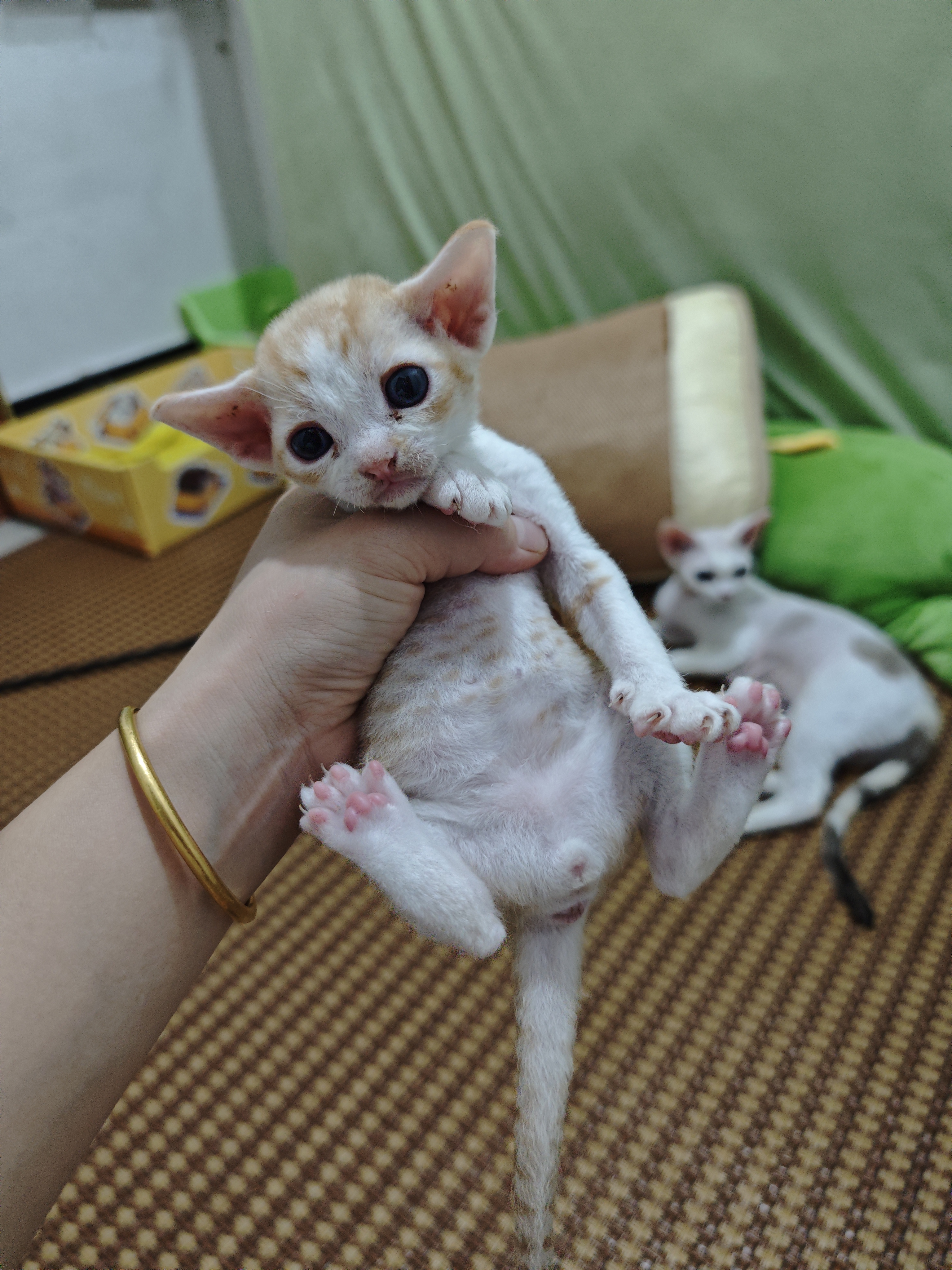 5只德文卷毛猫崽崽找新家